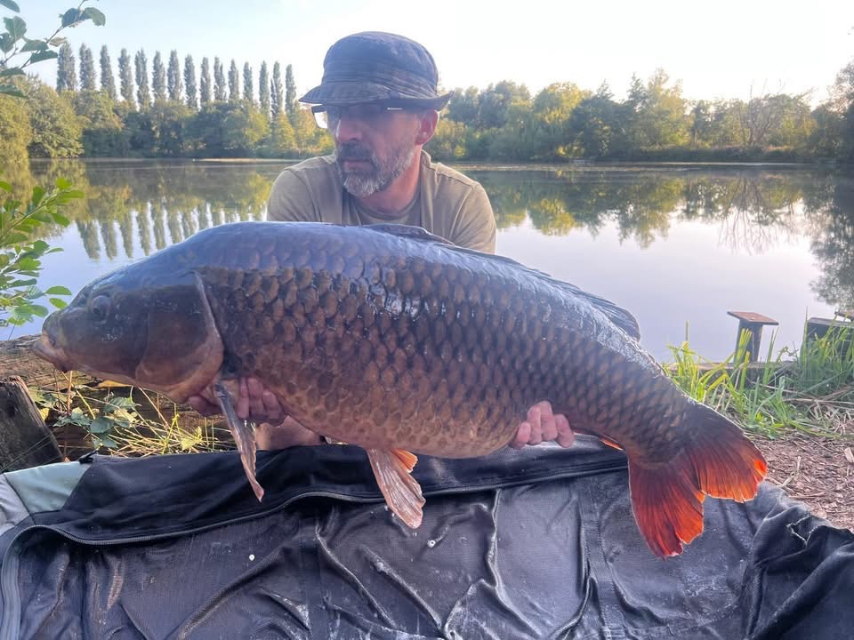 Large common carp caught at Catch 22